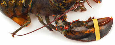 BRACELET ELASTIQUE 3 e1761211837951