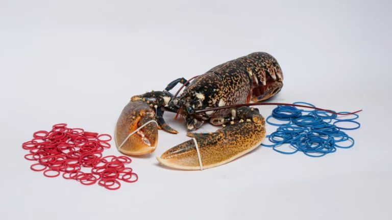 élastique ostréiculture Maroc homard